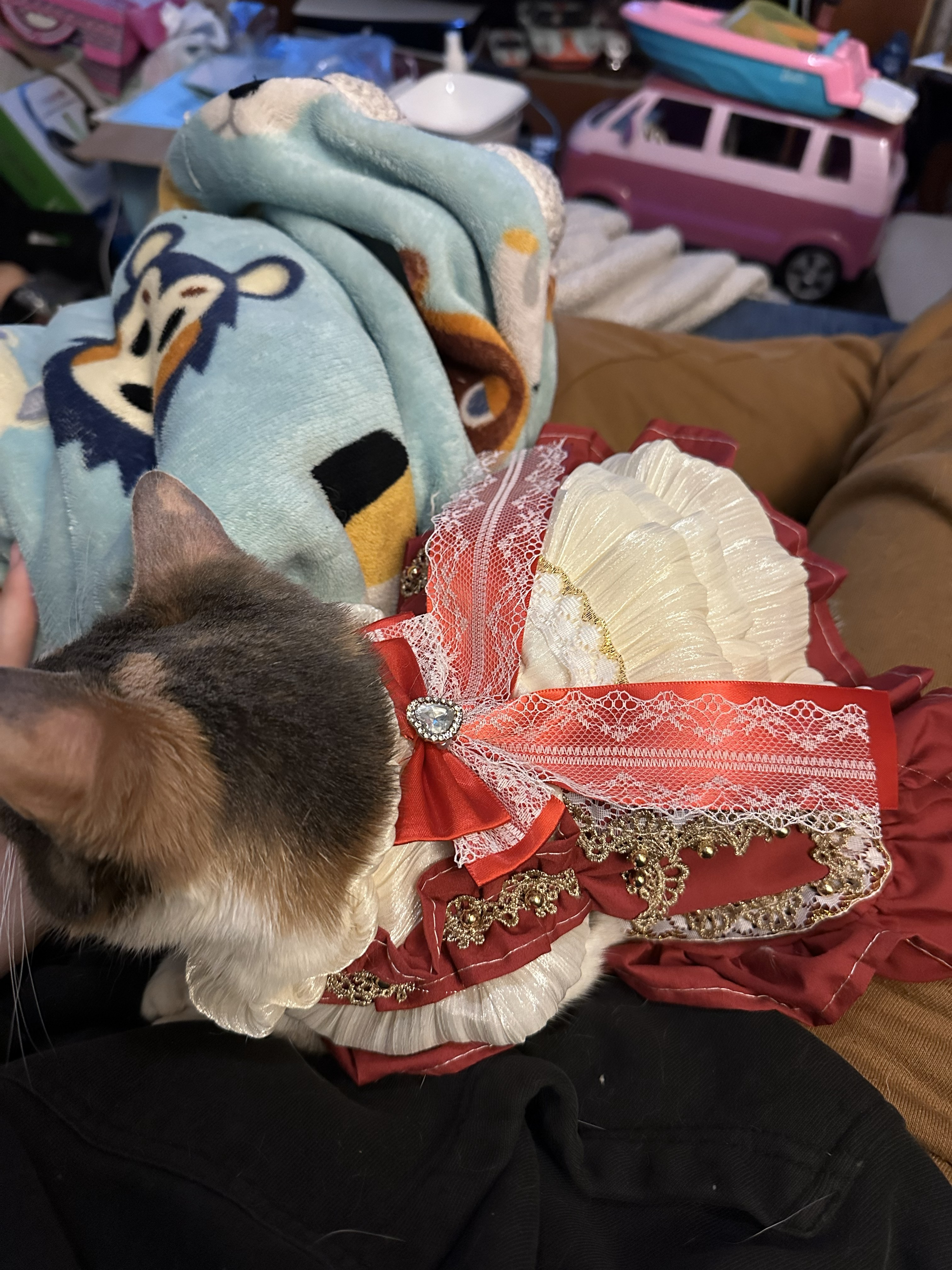 A cat in a festive red dress